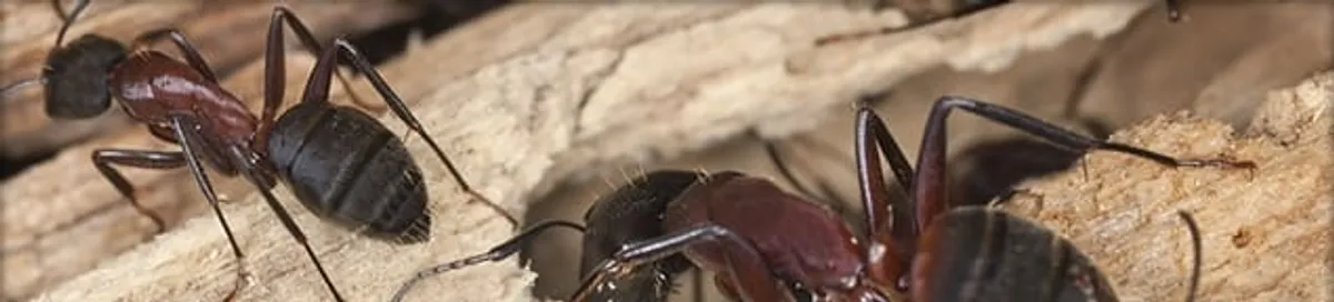 Close-up of ants on wood showing an active ant infestation in Philadelphia, PA