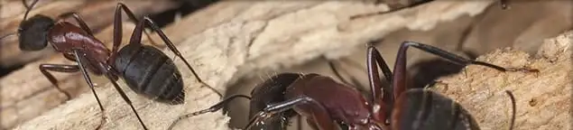 Close-up of ants on wood showing an active ant infestation in Philadelphia, PA
