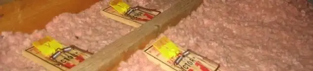Mouse traps placed in an attic for rodent control in Philadelphia, PA