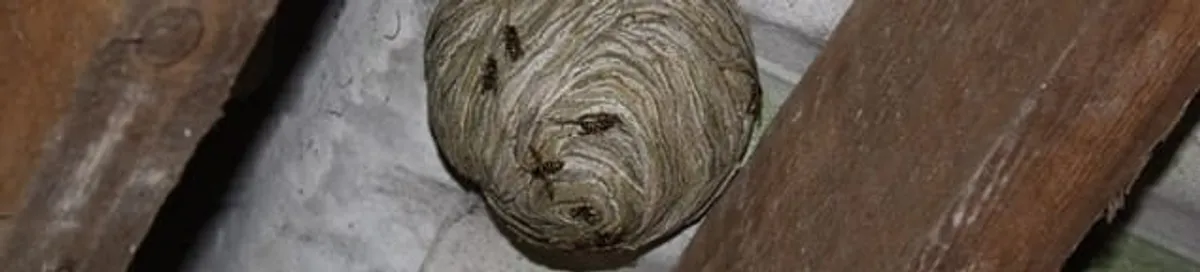 Wasp nest in an attic space, a common home infestation risk in Philadelphia, PA