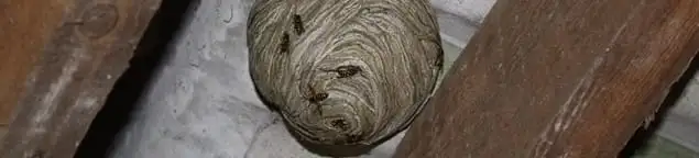 Wasp nest in an attic space, a common home infestation risk in Philadelphia, PA