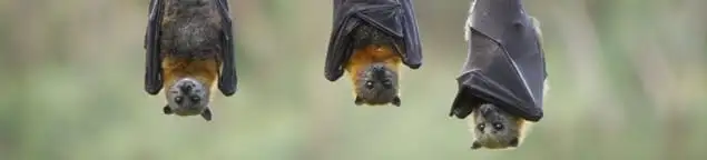Bats roosting together, a common sign of a bat infestation in Philadelphia, PA