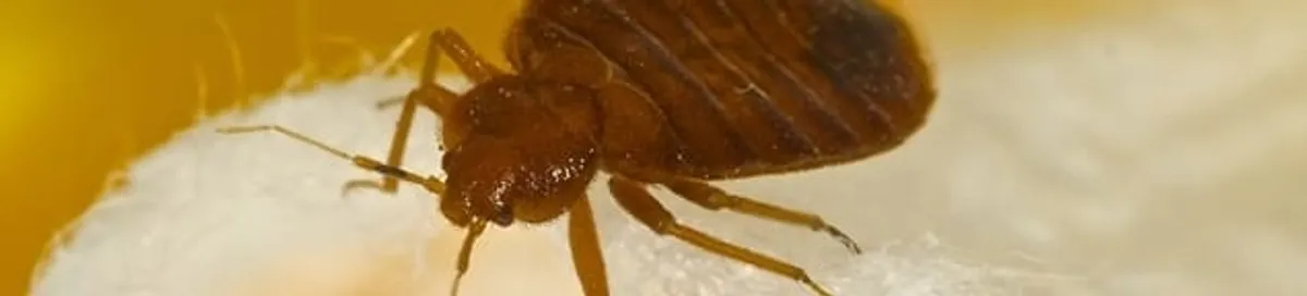 Close-up of a bed bug, a sign of an active infestation in Philadelphia, PA