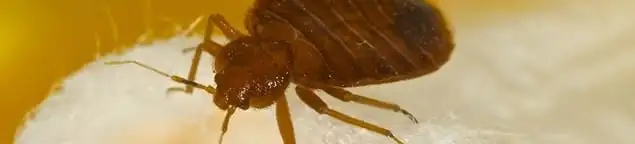 Close-up of a bed bug, a sign of an active infestation in Philadelphia, PA