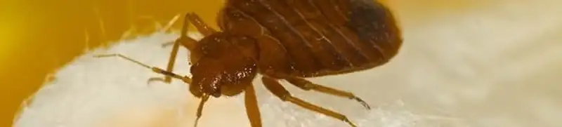 Close-up of a bed bug, a sign of an active infestation in Philadelphia, PA