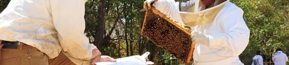 Bee removal specialists relocating a hive and honeycomb safely in Philadelphia, PA