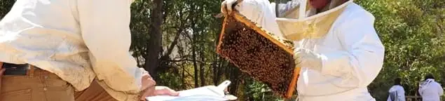 Bee removal specialists relocating a hive and honeycomb safely in Philadelphia, PA