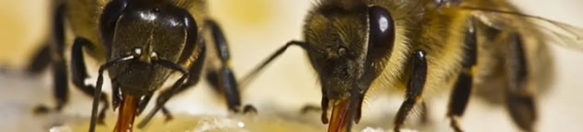 Close-up of honey bees, a sign of a nearby hive in Philadelphia, PA