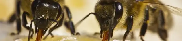 Close-up of honey bees, a sign of a nearby hive in Philadelphia, PA