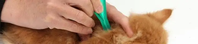 Flea treatment for pets using a flea comb, a sign of flea problems in Philadelphia, PA