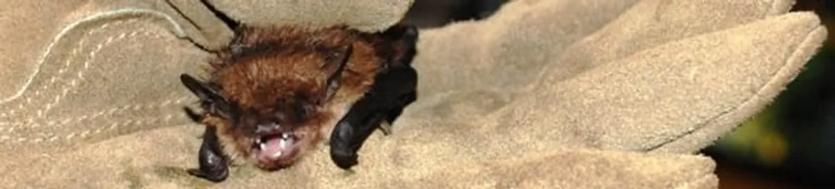 Bat removal specialist holding a bat safely during humane exclusion in Philadelphia, PA