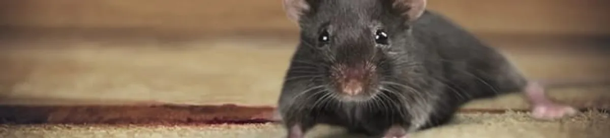 Mouse indoors, a common sign of a rodent infestation in Philadelphia, PA