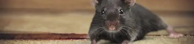 Mouse indoors, a common sign of a rodent infestation in Philadelphia, PA