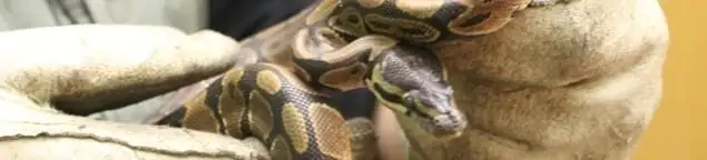Snake removal specialist safely handling a snake with protective gloves in Philadelphia, PA