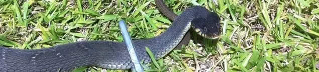 Snake in a yard, a common sign of a snake problem near a home in Philadelphia, PA