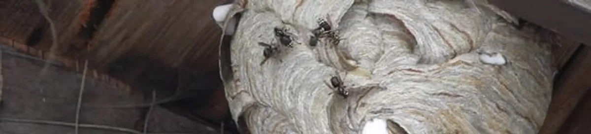Close-up of a wasp nest with active wasps, a sign of an infestation in Philadelphia, PA