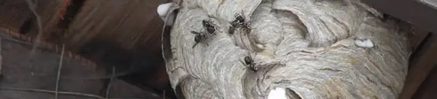 Close-up of a wasp nest with active wasps, a sign of an infestation in Philadelphia, PA